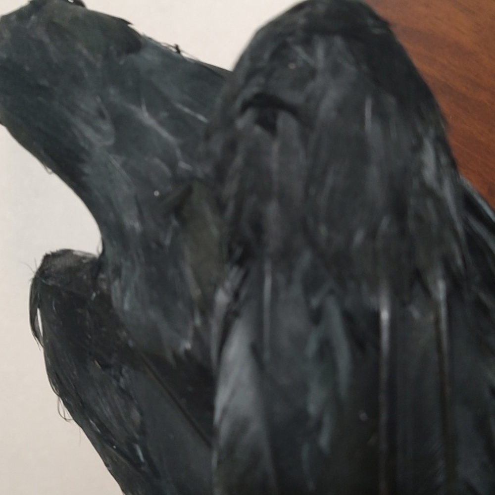 Black Raven Crow Sculpture Real Feathers Bird Halloween Decor Movie Set Prop - Picture 11 of 14